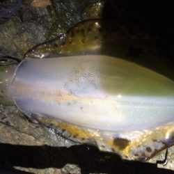 長短時間エギング