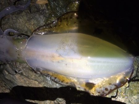 長短時間エギング