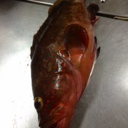 良いサイズきた！