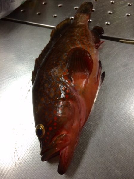 良いサイズきた！