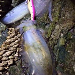 渋々の朝マヅメ釣行