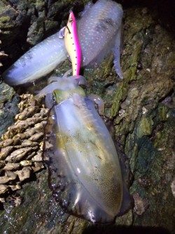 渋々の朝マヅメ釣行