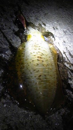 夕マヅメエギング