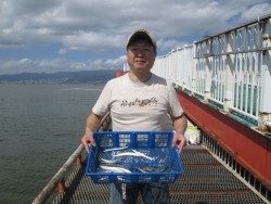 尼崎市立魚つり公園　サヨリは安定して釣れています