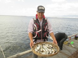 尼崎市立魚つり公園　今日も朝からイワシは好…