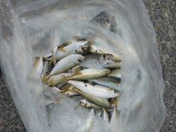 大阪南港海釣り公園 アジ・イワシ・サッパ