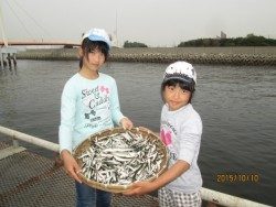 尼崎海釣り公園　サビキはイワシ中心の釣果