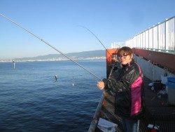 尼崎市立魚つり公園 イワシ合計5000匹