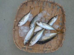大阪南港海釣り公園　アジ、イワシ