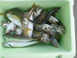大阪南港海釣り公園　朝一番アジ！