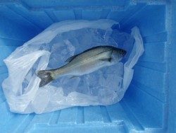 大阪南港海釣り公園　朝一番アジ！