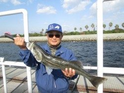 尼崎市立魚つり公園　今日もスズキが上がっています！
