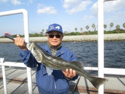 尼崎市立魚つり公園　今日もスズキが上がって…