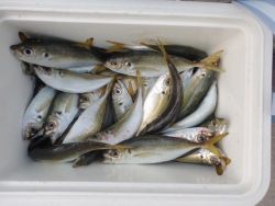 大阪南港海釣り公園　アジ、ガシラ