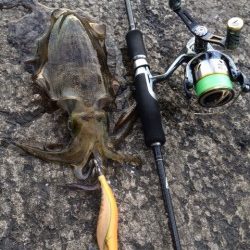 夕マヅメエギング