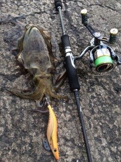 夕マヅメエギング