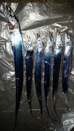 夕まずめにリベンジタッチー。