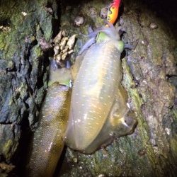 渋々の朝マヅメ釣行