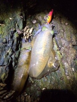 渋々の朝マヅメ釣行