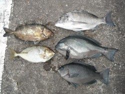 和歌山北港魚つり公園　チヌ、グレ、アイゴ
