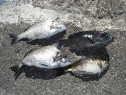 和歌山北港魚つり公園　チヌ・グレ・アイゴの釣果