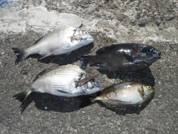 和歌山北港魚つり公園　チヌ・グレ・アイゴの…