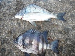 和歌山北港魚つり公園　チヌ、サンバソウ