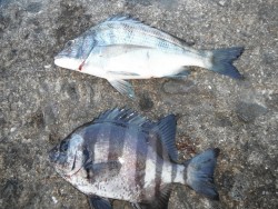 和歌山北港魚つり公園　チヌ、サンバソウ