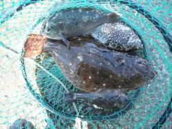 和歌山北港魚つり公園　ヒラメにグレにアイゴ…