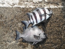 和歌山北港魚つり公園 投稿