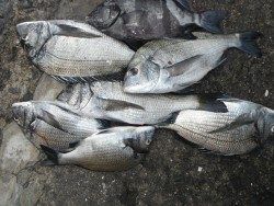 和歌山北港魚つり公園　チヌ、サンバソウ