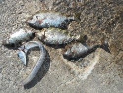 和歌山北港魚つり公園　アイゴ、タチウオ