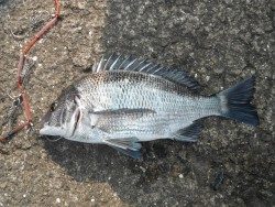 和歌山北港魚つり公園 投稿