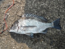 和歌山北港魚つり公園 投稿