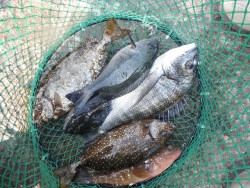 和歌山北港魚つり公園 投稿