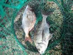 和歌山北港魚つり公園　マダイ、チヌ