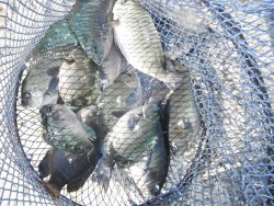 和歌山北港魚つり公園　グレ