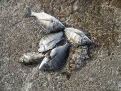 和歌山北港魚つり公園　チヌ、アイゴ