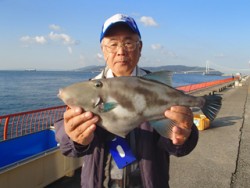 神戸市立平磯海づり公園　ウマヅラハギ　記録…