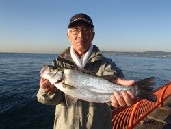 神戸市立平磯海づり公園　ヒラスズキ　45cm