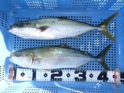 シラサでハマチ　神戸市立平磯海づり公園