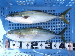 シラサでハマチ　神戸市立平磯海づり公園