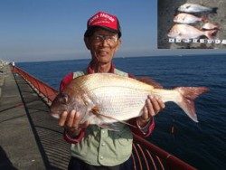神戸市立平磯海づり公園 マダイ&ハネ