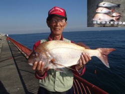 神戸市立平磯海づり公園 マダイ&ハ…
