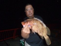 神戸市立平磯海づり公園　アコウ　記録賞！