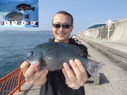 神戸市立平磯海づり公園　ウキ釣りでグレ、メ…