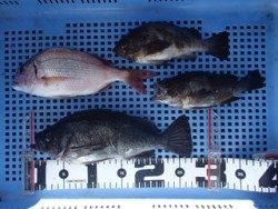 神戸市立平磯海づり公園　メバルにマダイ