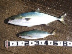 神戸市立平磯海づり公園　青物好調！