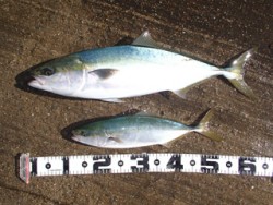 神戸市立平磯海づり公園　青物好調！