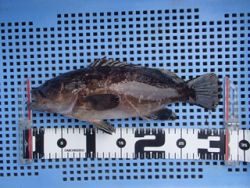 神戸市立平磯海づり公園　胴突きでクエ